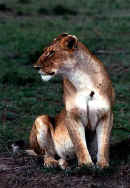 Photos d'animaux sauvages en safari au Kenya - Photos Kenya.  Cliquer sur la photo pour agrandir