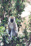 La faune africaine au Kenya: photo de singe. Cliquer pour agrandir