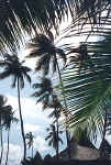 Photos des hotels des plages de Mombasa. Cliquer sur la photo pour agrandir