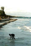 Photo des plages du Kenya - Diani beach vers Mombasa . Cliquer pour agrandir