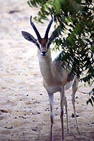 Photo de gazelle - Cliquez pour agrandir