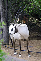 Photo d'oryx - Cliquez pour agrandir