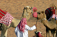 Prparation des chameaux - Cliquez pour agrandir