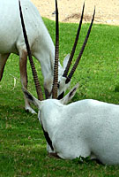 Photo des cornes - Cliquez pour agrandir