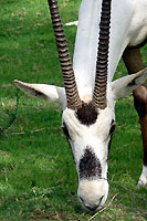 Tte d'oryx - Cliquez pour agrandir